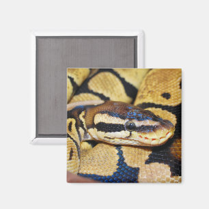 Kokt Boll Python, huvud Magnet