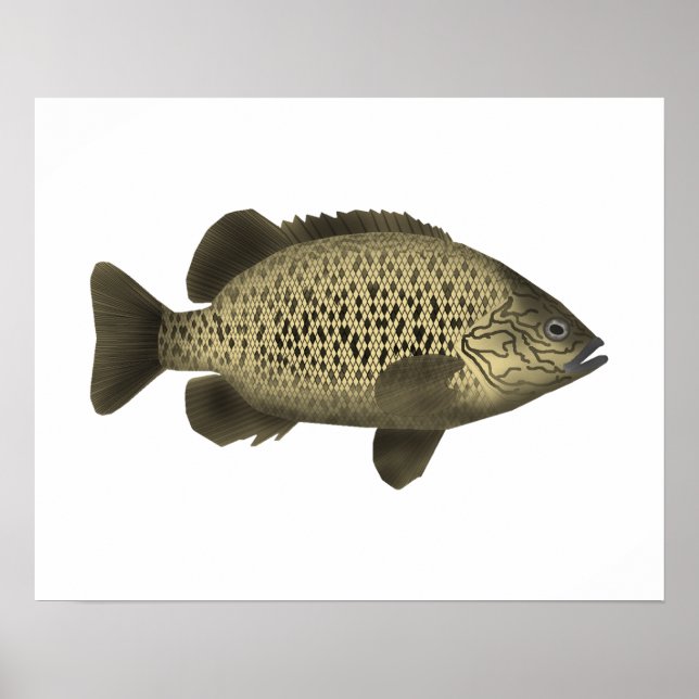 Kol Grunter Poster (Framsidan)