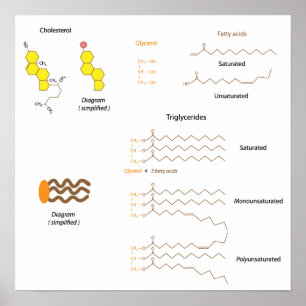 Kolesterolets och triglyceridernas struktur Poster