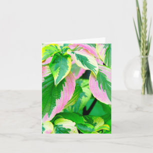 KOLEUS/ROSA &GRÖNT/PAINTED LOOK/PHOTOG. KORT