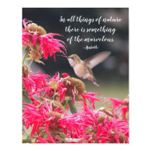 Kolibri Aristoteles Filosofisk Citat