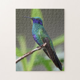 Kolibri fågel sittande näbb fjädrar pussel