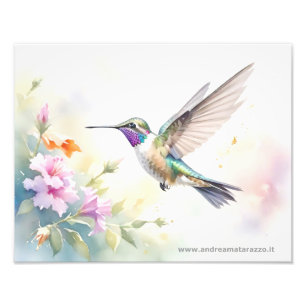 Kolibri Fototryck