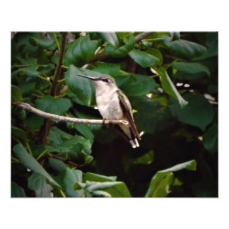 Kolibri Fototryck