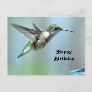Kolibri Grön Flygning Foto Vilda Djur Födelsedag Vykort