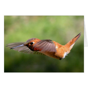Kolibri i Flykt - Kort