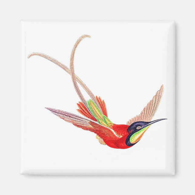 Kolibri i flykt magnet (Framsidan)
