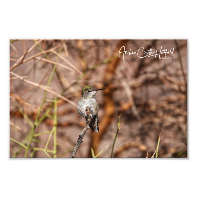 Kolibri i frid fototryck (Framsidan)