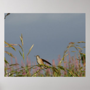 Kolibri i Gräs Blå Himmel Anpassat namn Poster