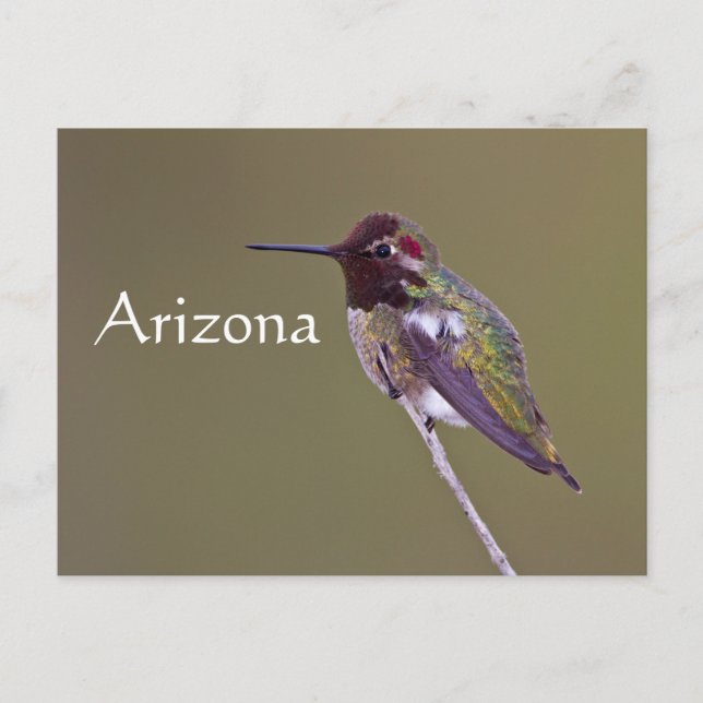 Kolibri i vila, Arizona Vykort (Framsida)