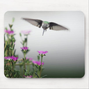 Kolibri Musmatta
