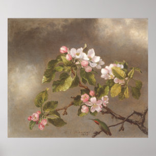 Kolibri och äppelblommor 1875 Affisch