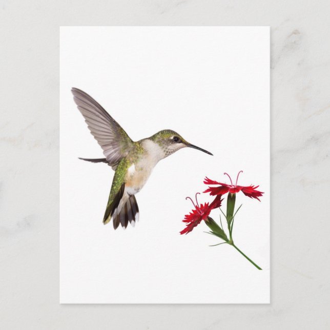 Kolibri och en röd dianthus vykort (Framsida)
