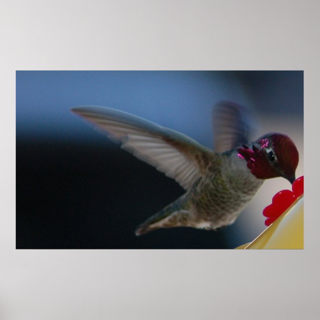 Kolibri på nära håll ~tryck~ poster (Framsidan)