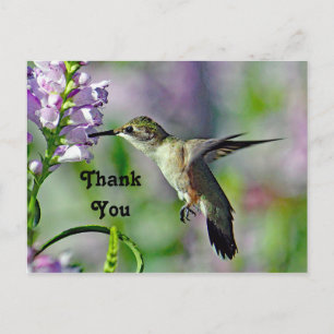 Kolibri Rosa Blommig Vilda Djur Foto Tack Vykort