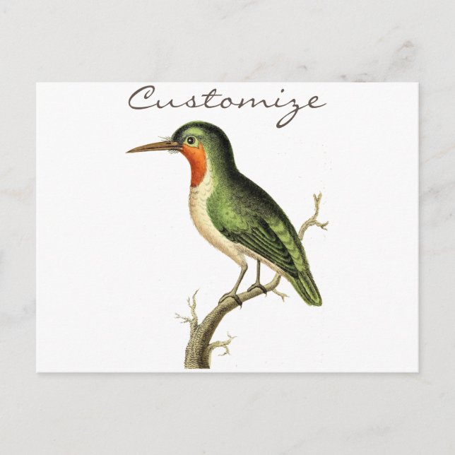 Kolibri Sittande Thunder_Cove Vykort (Framsida)