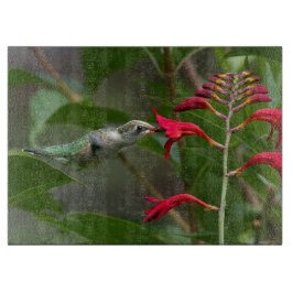 Kolibri som äter av röd montbretia