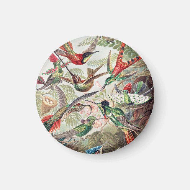 Kolibri, Trochilidae kolibrier av Ernst Haeckel Magnet (Framsidan)