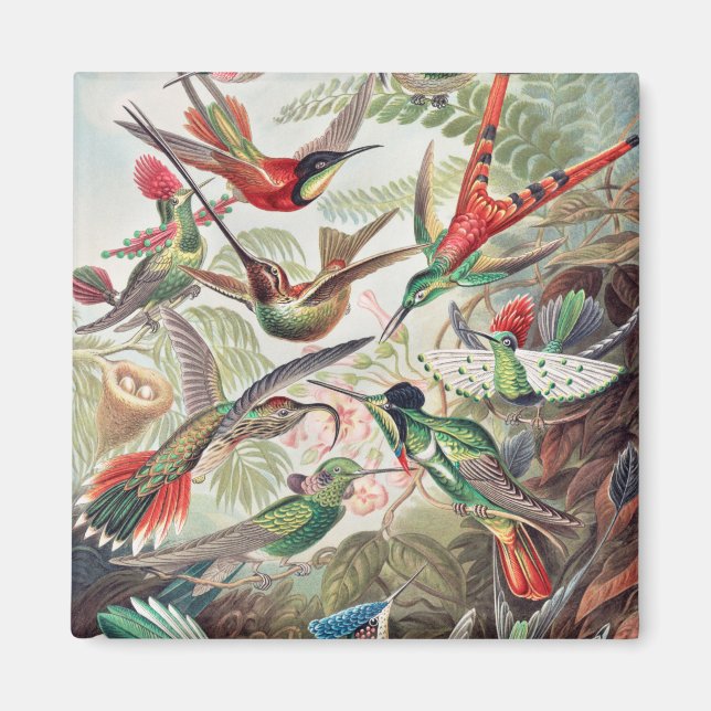 Kolibri, Trochilidae Kolibris av Ernst Haeckel Magnet (Framsidan)