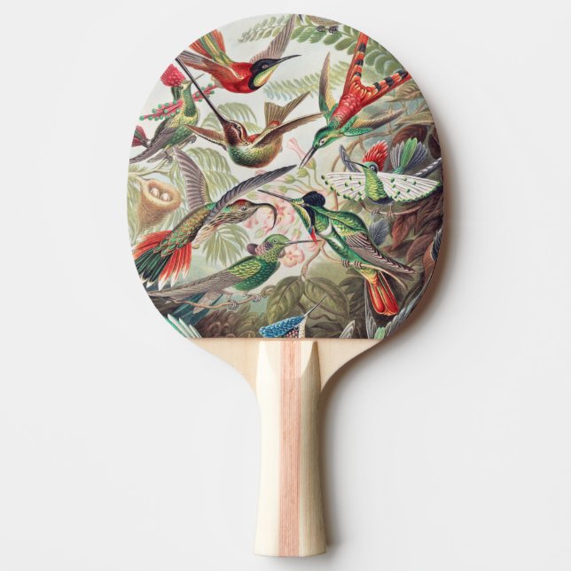 Kolibri, Trochilidae Kolibris av Ernst Haeckel Pingisracket (Framsidan)