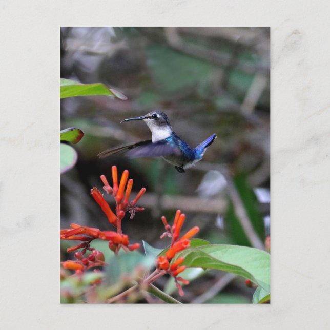 Kolibri under flykt och röda blommor vykort (Framsida)