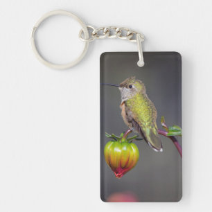 Kolibri vilar på blomknopp