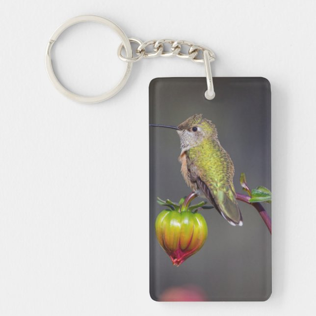Kolibri vilar på blomknopp (Framsidan)