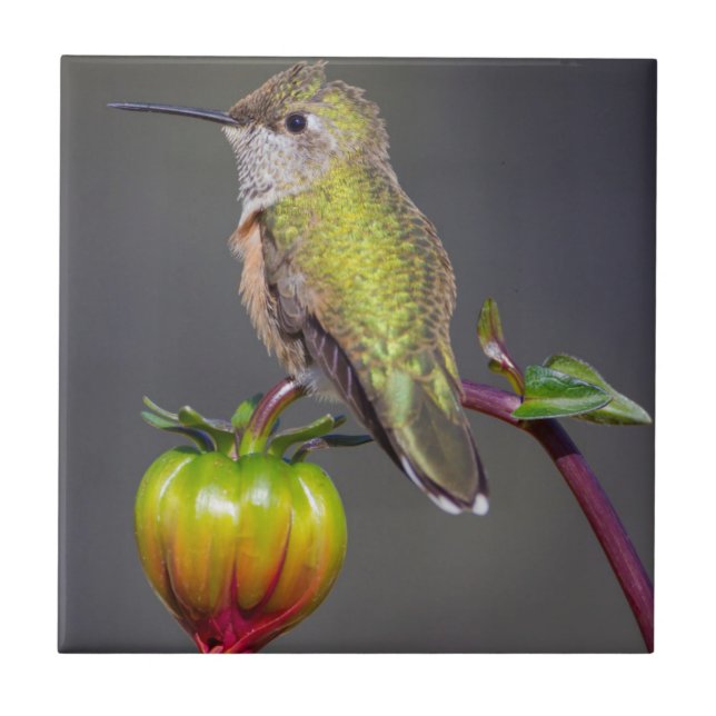 Kolibri vilar på blomknopp kakelplatta (Framsidan)