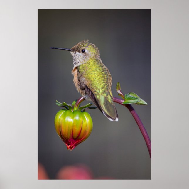 Kolibri vilar på blomknopp poster (Framsidan)
