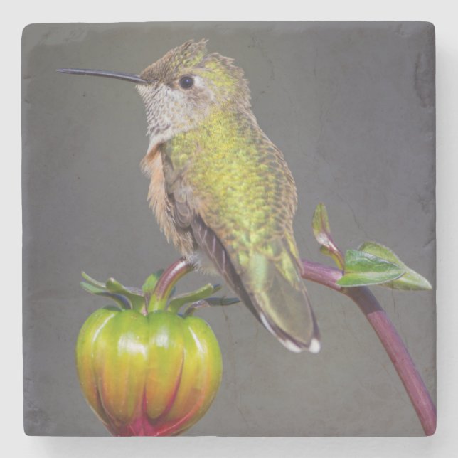 Kolibri vilar på blomknopp stenunderlägg (Framsidan)