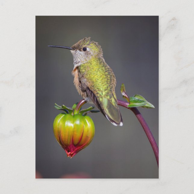 Kolibri vilar på blomknopp vykort (Framsida)