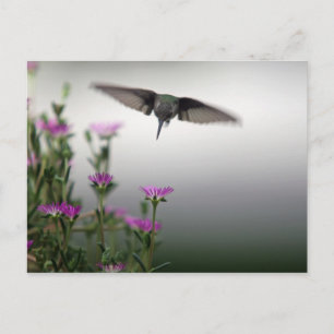 Kolibri Vykort
