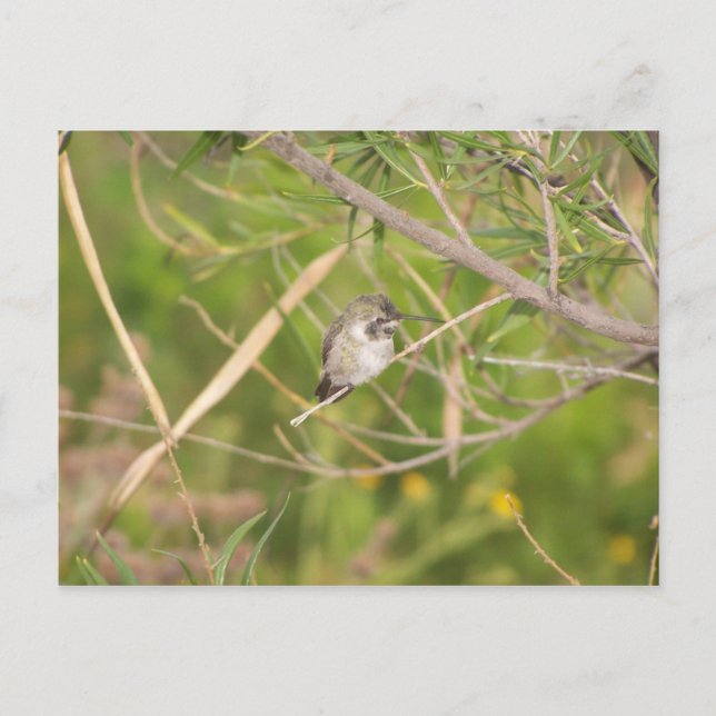 kolibri vykort (Framsida)