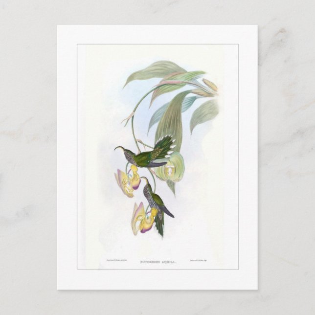 Kolibri Vykort (Framsida)