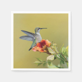 Kolibrie på trumpetblomma Fotografisk tryck Pappersservett