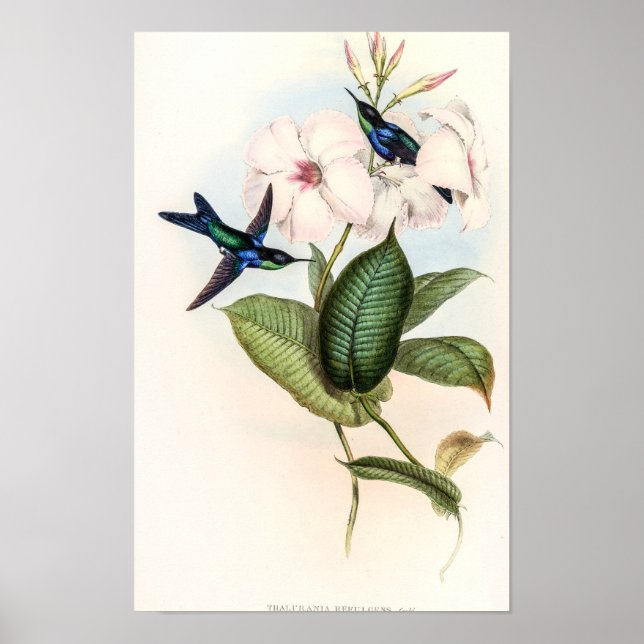 Kolibrier av John Gould Poster (Framsidan)