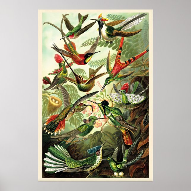 Kolibrier Ernst Haeckel Vintageillustration Poster (Framsidan)