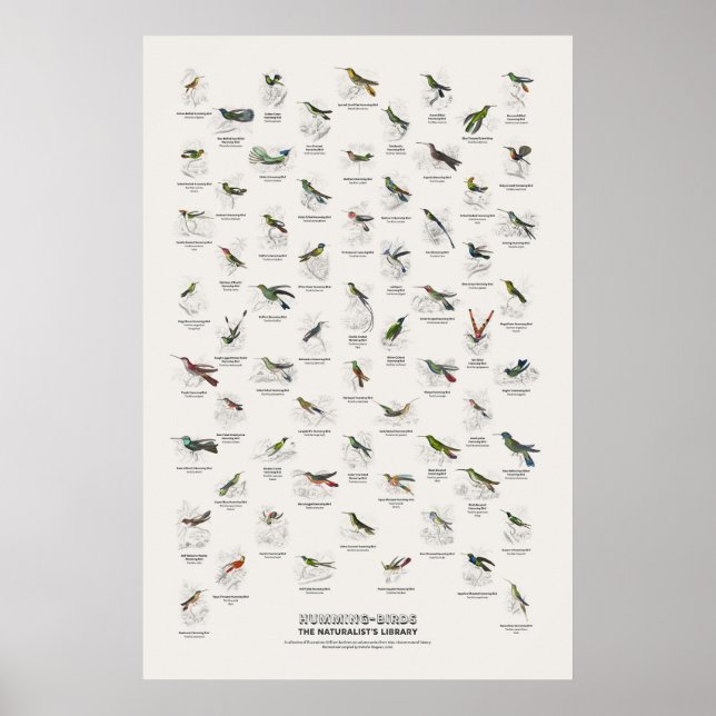 Kolibrier - Naturalistens bibliotek Poster (Framsidan)