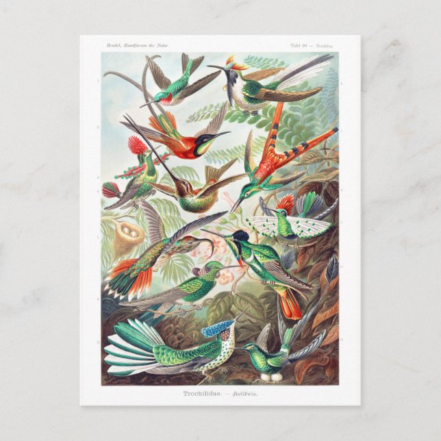 Kolibrier Trochilidae av Ernst Haeckel Vykort (Framsida)