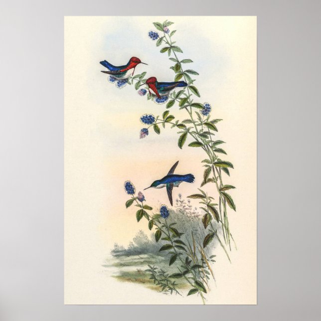 Kolibris av John Gould Poster (Framsidan)