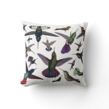 Kolibris kudde