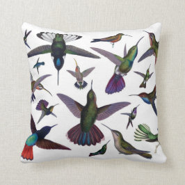 Kolibris kudde