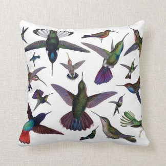 Kolibris kudde