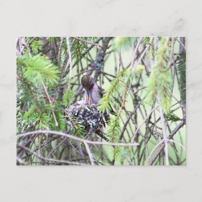 Kolibriungar i en rede vykort (Framsida)