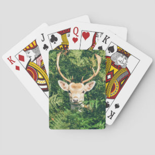 Kolla en hjort casinokort