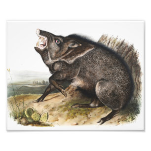 Kollarerad dykoteles torquatus Illustration Fototryck