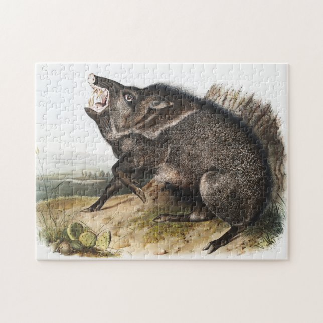 Kollarerad dykoteles torquatus Illustration Pussel (Horisontell)