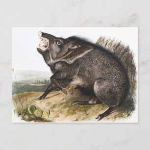 Kollarerad dykoteles torquatus Illustration Vykort