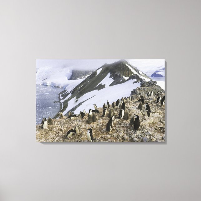 Koloni av Chinstrap penguins Canvastryck (Framsida)