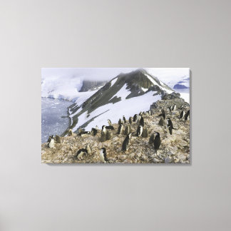 Koloni av Chinstrap penguins Canvastryck